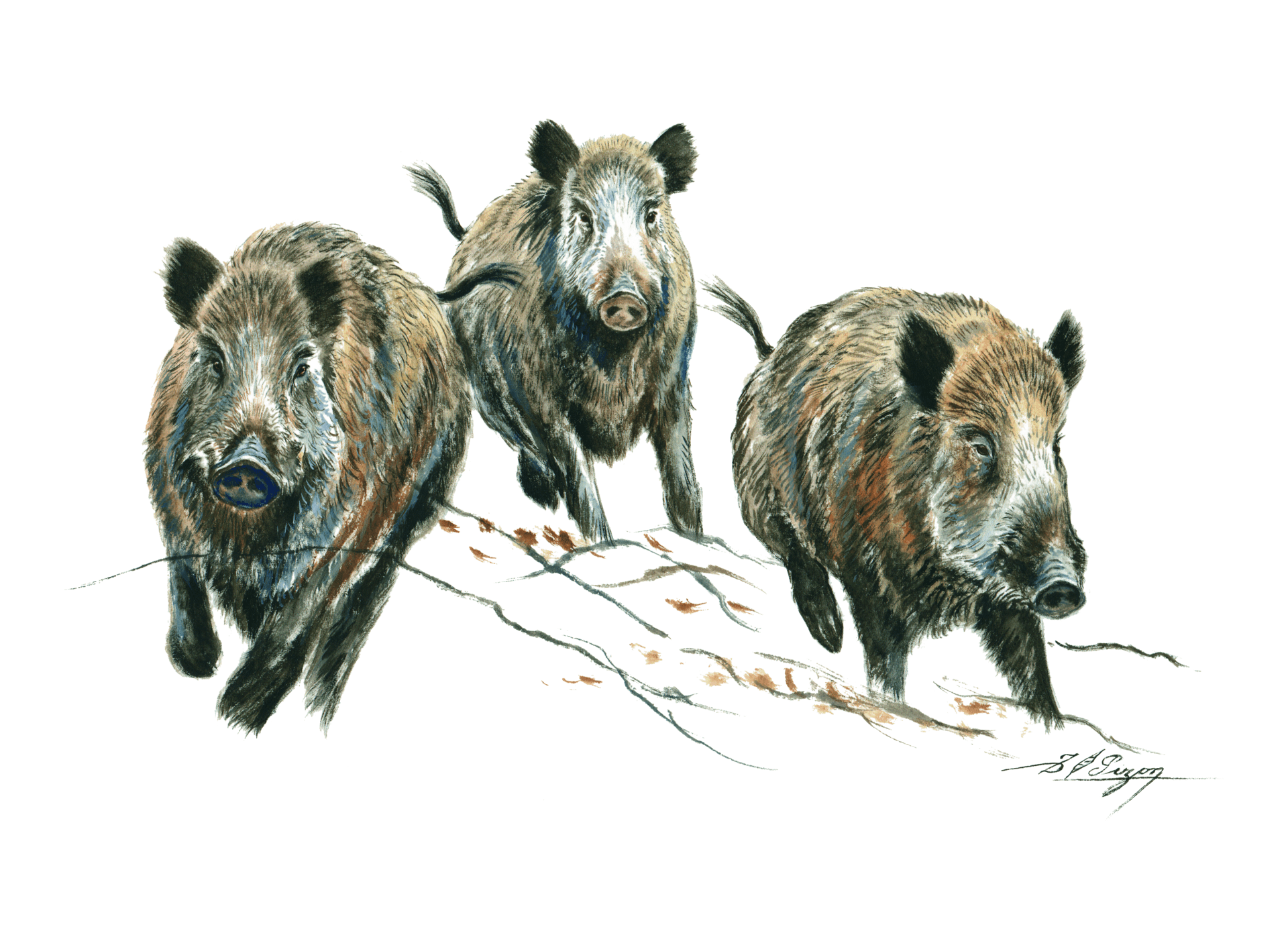 Motif transfert chasse T1103 Trio de sangliers